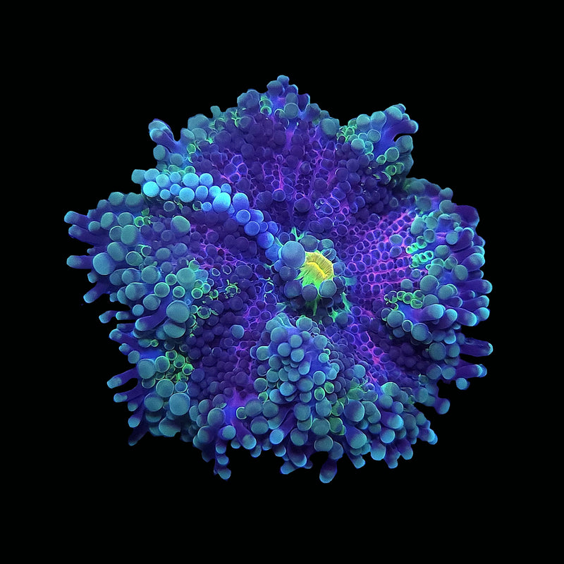 RF Lavender Love Yuma