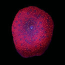 RF Strawberry Interstellar