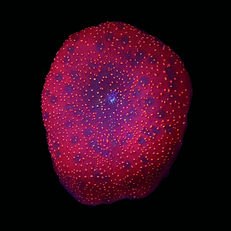 RF Strawberry Interstellar