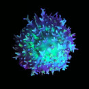 RF King Koshu Rhodactis