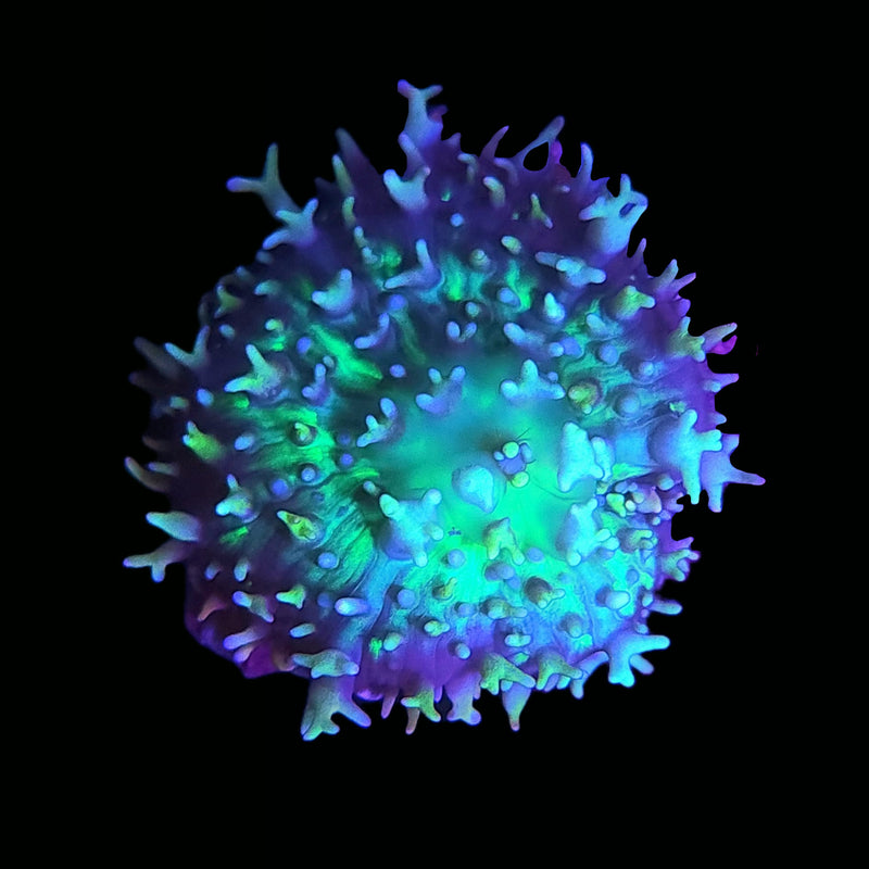 RF King Koshu Rhodactis