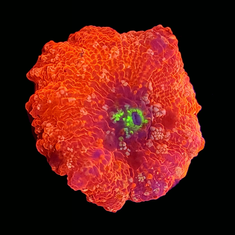 RF Crimson Sunrise Jawbreaker Mushroom