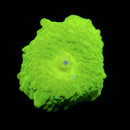 RF Lemon Lime Jawbreaker