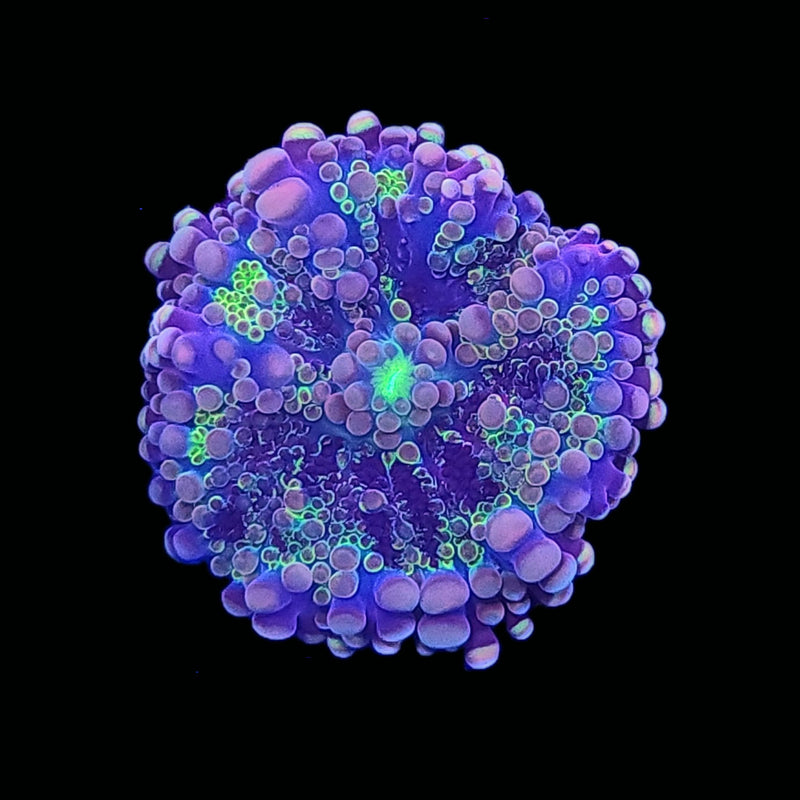 RF Purple Widow Yuma