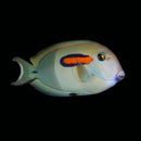 Orange Shoulder Tang (Acanthurus olivaceus)