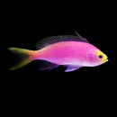 Resplendent Anthias - Female (Pseudanthias pulcherrimus)