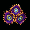 RF Circus Freak - 1 Polyp