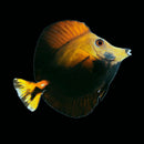 Tricolor Abberant Scopas Tang (Zebrasoma scopas) - WYSIWYG