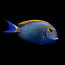 Dussumier's Tang  (Acanthurus dussumieri)