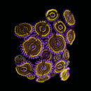 RF Stratosphere Zoanthids - AED 1,000 Per Polyp