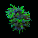 Nexus Joker Anemone (Entacmaea quadricolor)