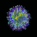 RF Cosmic Flare Yuma