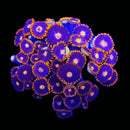 WWC Clementine Zoanthids - AED 50 Per Polyp