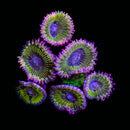 ECC Supersonic - 1 Polyp