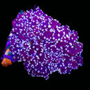 RF Lavender Breeze Frogspawn (WYSIWYG)