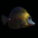 Abberant Zebrasoma with White Cheek (Zebrasoma scopas)