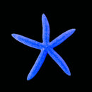 Blue Starfish – Linckia laevigata