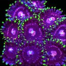 RF Psycho Jokers - 3 Polyps