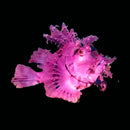 Eschmeyer's Scorpionfish (Rhinopias eschmeyeri)