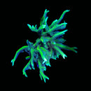 RF Green Birdsnest (Seriotopora hystrix)
