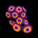 RF Eye of Sauron - 5 Polyps