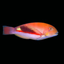 Eyebrow Tuskfish (Choreodon zamboangae)