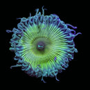RF Captain Jerk Palythoa - 5 Polyp