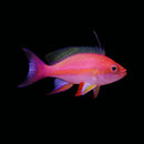 Resplendent Anthias - Male (Pseudanthias pulcherrimus)