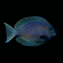 Yellow Kole Eye Tang - Jumbo (Ctenochaetus marginatus)