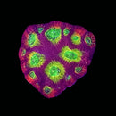 Ultimate Lemon Lime Favia