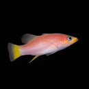 Sunset Basslet (Liopropoma sp.)