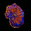 RF Crackle Pop Rhodactis