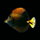 Tricolor Abberant Scopas Tang (Zebrasoma scopas) - WYSIWYG