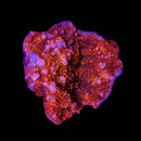 WWC Cherry Garcia Chalice