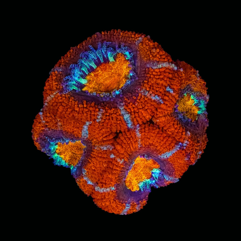 RF Sunkist Acan Lord - AED 75 Per Head