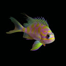 Borbonius Anthias (Holoanthias borbonius)
