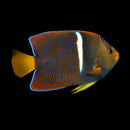 Passer Angelfish (Holacanthus passer)