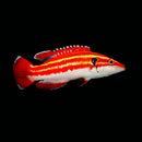 Masudai Hogfish (Bodianus masudai)