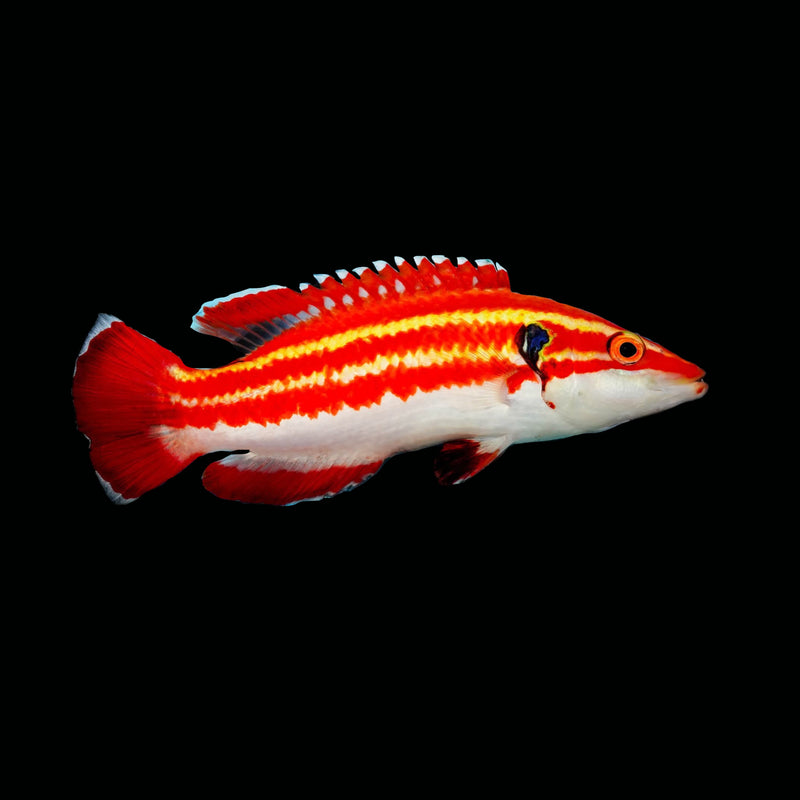 Masudai Hogfish (Bodianus masudai)