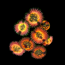RF Hawaiian Ding Dang Zoas - AED 65 Per Polyp