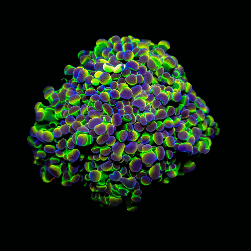 Hologram Branching Hammer (Euphyllia paraancora) - WYSIWYG