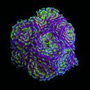 Hologram Branching Hammer (Euphyllia paraancora) - WYSIWYG