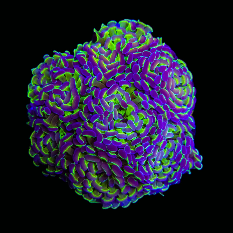 Hologram Branching Hammer (Euphyllia paraancora) - WYSIWYG