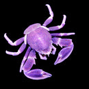 Anemone Porcelain Crab – Neopetrolisthes maculatus