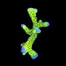 Incredible Hulk Anacropora