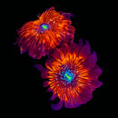 JF Crazy Lady Zoanthids - AED 365 Per Polyp