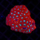 JF Devil's Brew Favia