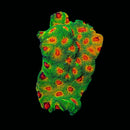 JF Fascination Favia