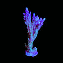 JF Purple Forest Acropora