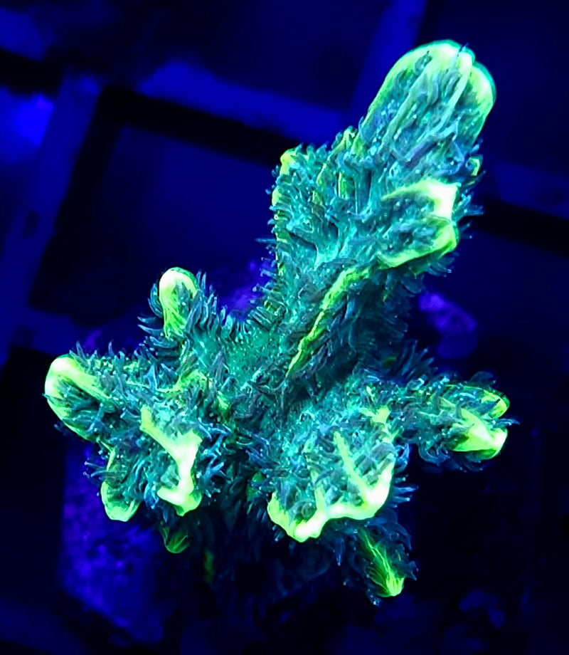 Jason Fox Limelight Hydnophora